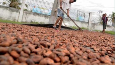 Petani Kakao Tolak PPN 10%