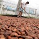 Petani Kakao Tolak PPN 10%