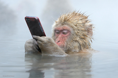 Foto Monyet Main iPhone Ini Menang Kontes Dunia