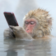 Foto Monyet Main iPhone Ini Menang Kontes Dunia