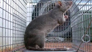 Tikus Raksasa Menyerupai Babi Ditemukan di Sangatta Kaltim