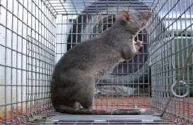 Tikus Raksasa Menyerupai Babi Ditemukan di Sangatta Kaltim