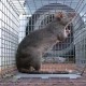 Tikus Raksasa Menyerupai Babi Ditemukan di Sangatta Kaltim