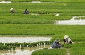 Lahan Pertanian Pangan Berkelanjutan: Banten Segera Miliki Perda Perlindungan