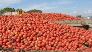 Sanksi Impor Rusia: Petani Belanda Buang Berton-ton Tomat, Pir, dan Apel