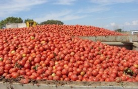 Sanksi Impor Rusia: Petani Belanda Buang Berton-ton Tomat, Pir, dan Apel
