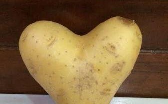 Wow, Ada Kentang Berbentuk "Love"