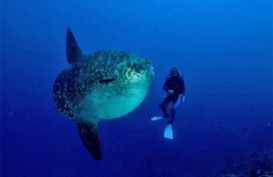 PARIWISATA BALI: Menikmati Atraksi Ikan Mola Mola di Nusa Penida