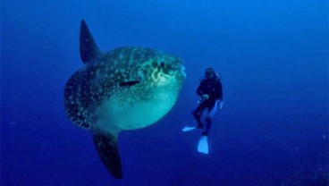 PARIWISATA BALI: Menikmati Atraksi Ikan Mola Mola di Nusa Penida