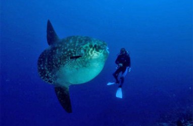 PARIWISATA BALI: Menikmati Atraksi Ikan Mola Mola di Nusa Penida