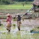 BMKG Aceh: Musim Tanam Sebaiknya Pada Medio Oktober 2014