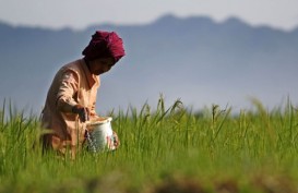 PUPUK BERSUBSIDI: Penyaluran di Banyuasin Masih Rendah, Diduga Terjadi Kebocoran