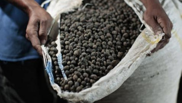 HARGA KOPI ROBUSTA (4 September 2014): Awal Perdagangan Berbalik Naik 0,1%