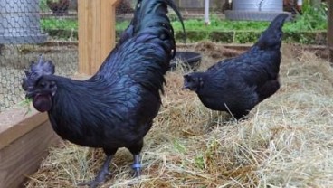 Ayam Cemani Dijual di Inggris Rp30 Juta