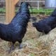 Ayam Cemani Dijual di Inggris Rp30 Juta