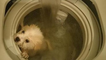 Polisi Hong Kong Selidiki Pembunuhan Anjing di Mesin Cuci