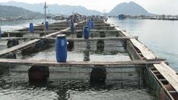 Ini Strategi KKP Cegah Kematian Ikan Massal