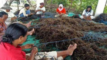 Rumput Laut Indonesia Berdaya Saing Tinggi