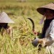 Jokowi-JK Diminta Implementasikan Asuransi Pertanian