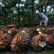 Akhirnya, Luar Negeri Selamatkan Harga Tandan Buah Segar