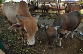 Indonesia Pasar Besar Konsumsi Daging Ternak