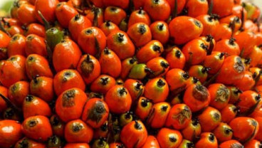 HARGA CPO (15 September 2014): Ditutup Melejit 1,05%