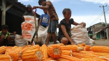 Harga Jagung Perlahan Turun