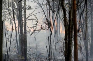 Kementerian Kehutanan Tegaskan Tetap Proses Perizinan Alih Fungsi Lahan