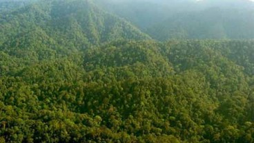 Bahan Baku Kayu: Hutan Tanaman Pola Mosaik Jadi Solusi