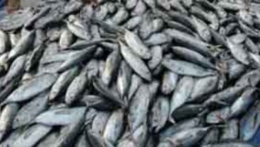 Industri Pengalengan Ikan: Bahan Baku Kurang, Kinerja Tak Maksimal