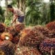 Harga TBS Kelapa Sawit Riau Tertinggi di Sumatra