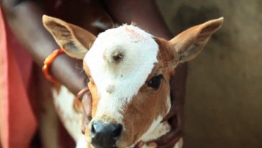 Sapi Bermata Tiga Dipuja Sebagai Jelmaan Dewa Syiwa di India