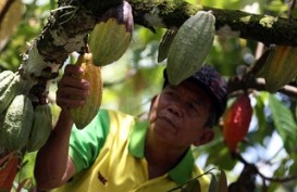 Pemerintah Didesak Fokus Garap Peremajaan Kakao