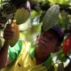 Pemerintah Didesak Fokus Garap Peremajaan Kakao