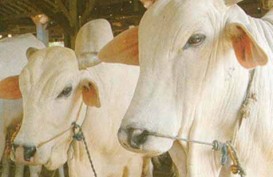 IMPOR SAPI: Revisi UU Peternakan Akan Kendalikan Harga Daging. Ini Alasannya