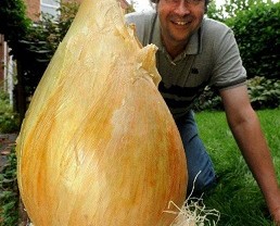 Wow, Bawang Raksasa Ini Punya Bobot 8 Kg