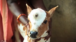 Anak Sapi Bermata Tiga Ini Dianggap Titisan Dewa Siwa