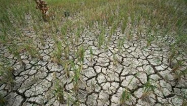 900 Ha Lahan Pertanian di Bali Kekeringan