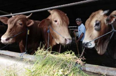 DKI Larang Rumah Potong Hewan Dekat Permukiman