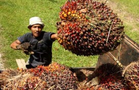 Harga TBS Riau Kembali Menguat