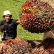 Harga TBS Riau Kembali Menguat