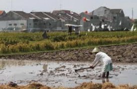 BI: Kredit Pertanian Banten Meningkat