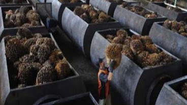 HARGA CPO (23 September 2014): Ditutup Rebound 1,37%