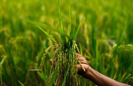 Badung Akan Cetak 100 Ha Lahan Organik Baru