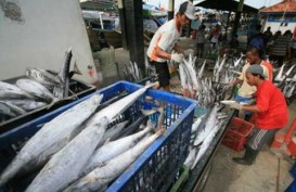 Harga Ikan Tongkol di Balikpapan Berfluktuasi