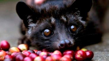 Paten Kopi Luwak: Pemerintah Didesak Yakinkan FAO