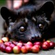 Paten Kopi Luwak: Pemerintah Didesak Yakinkan FAO