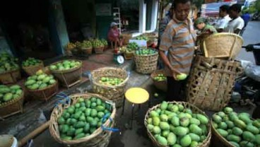 Ekspor Mangga Gedong Gincu Menurun