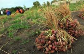 Riau Minim Petani Bawang Merah