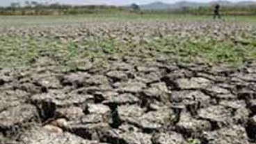 Petani Di Lampung Berhenti Tanam Padi